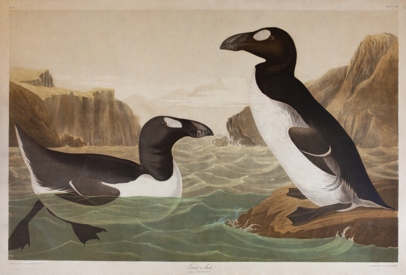 Great Auk by Audubon