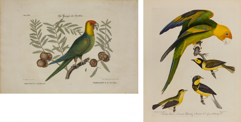 Carolina Parakeet by Mark Catesby and Alexander Wilson