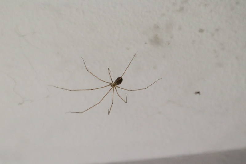 Cellar Spider