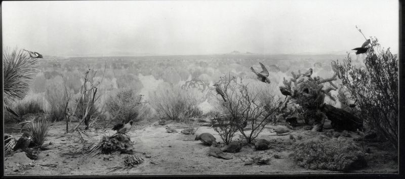 Mojave Desert Bird Group 1923 exhibit mural by Fernand Lungren