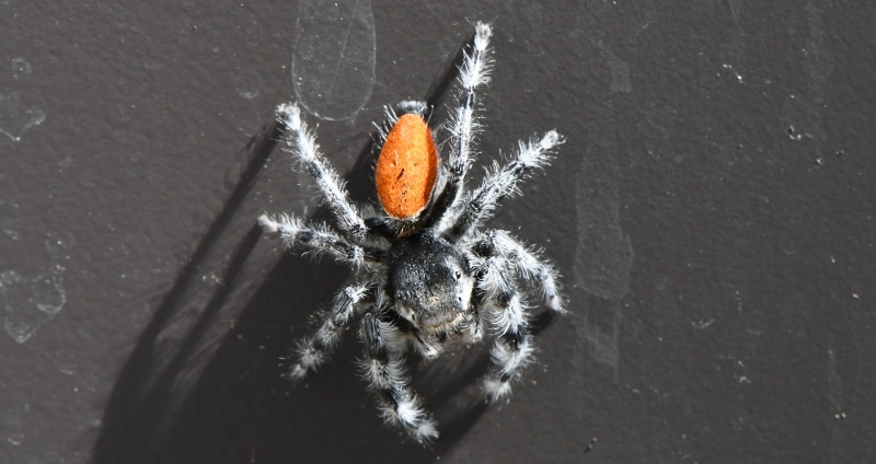 A jumping spider from the genus Phidippus, spotted on our Mission Creek campus 