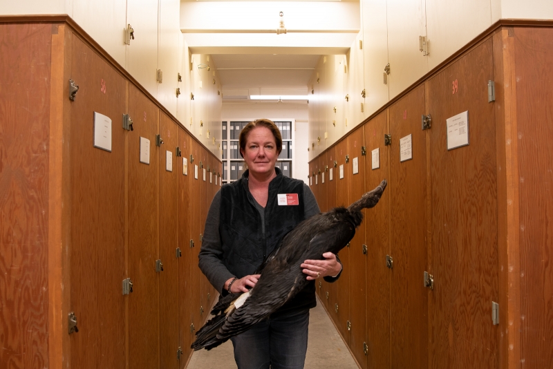 Dr. Fahy with the completed condor study skin, surrounded by museum cabinets