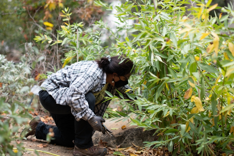 A woman kneeling in the garden gathers plants