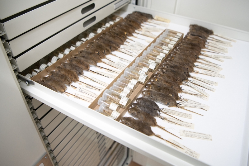 a bright white metal drawer in a heavy metal cabinet. The drawer is full of stuffed mice and tiny vials with mouse skeletons. They are arranged in tidy rows and every one has a tiny tag with information attached.