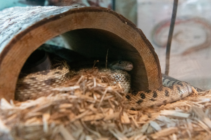 A snake curled up under half a log in a terrarium.