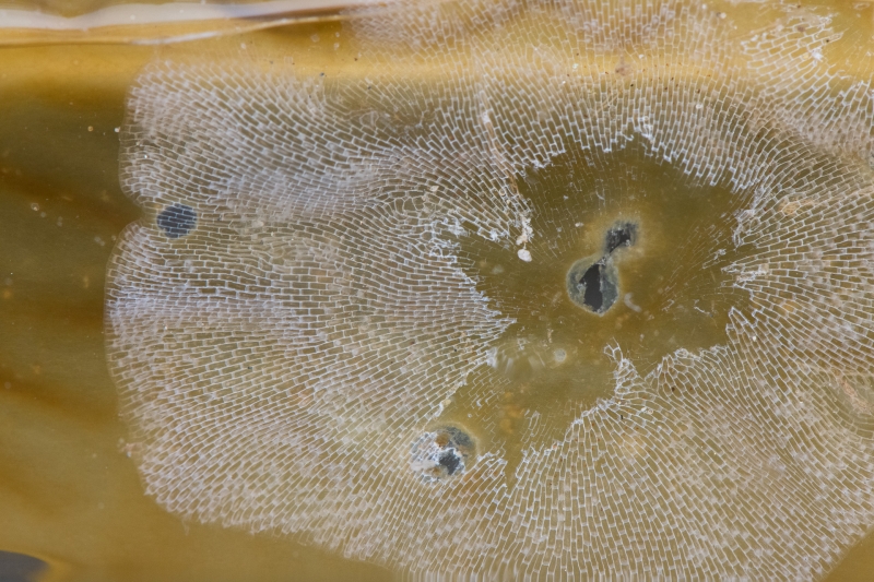 A meshlike structure, like a fine lace doily, spreading radially on a green piece of kelp