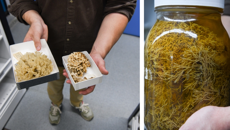 Bryozoan specimens--two dried, one preserved in a jar of alcohol--show structures that range from coral-like to loofah-like to tree-like