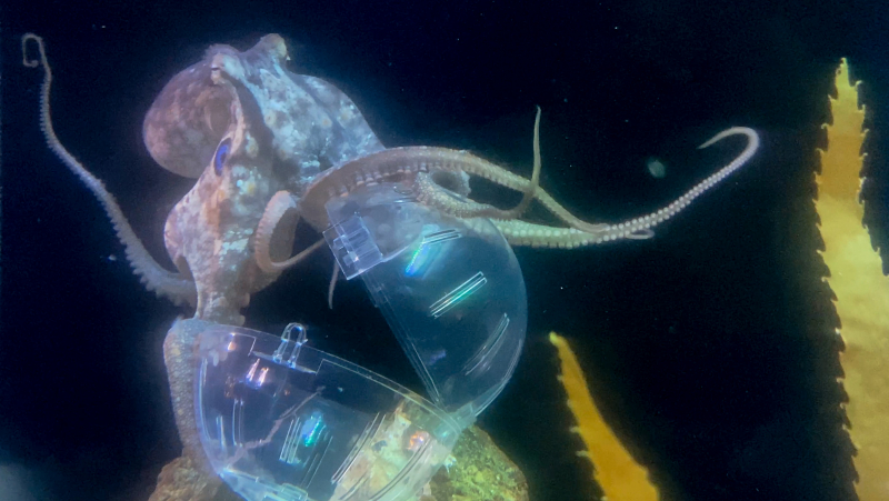 A small octopus reaching into a locked ball for food