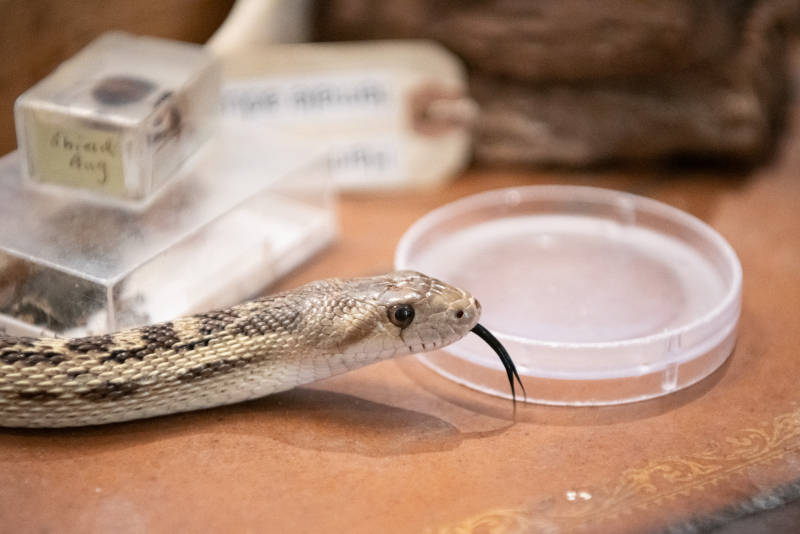 Closeup of a snake with his tongue out, smelling objects on a table.