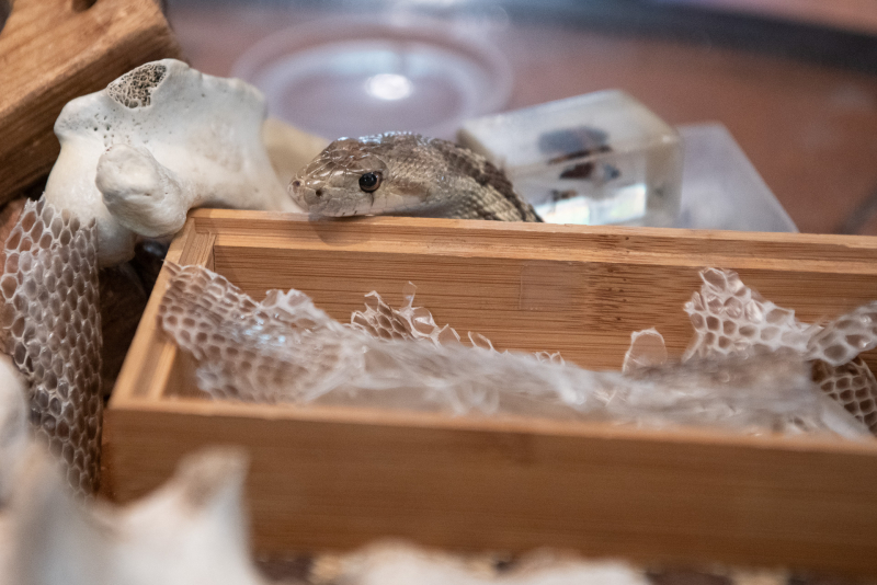 A snake pokes his head out atop a box of dried shed snakeskins.