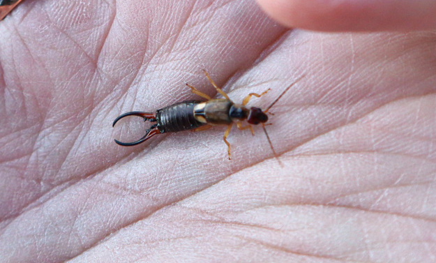 European Earwig