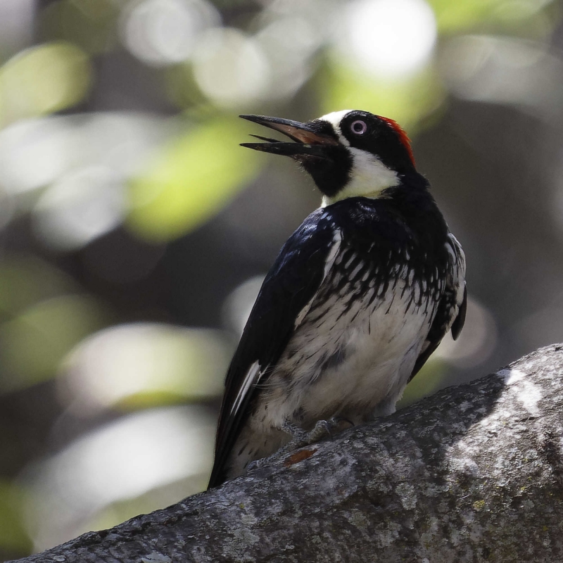 A medium-sized bird with bold black-and-white coloring and a bright red cap. Its mouth is open and you can see its tongue because this is how they pant on a hot day