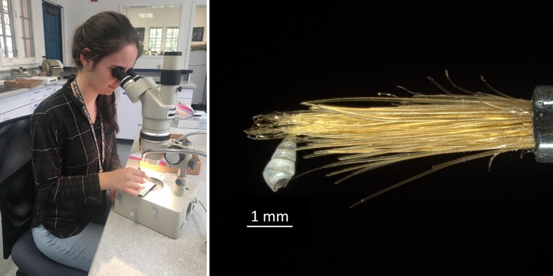 Campagnari handling micromollusks