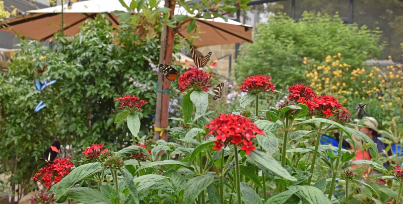 Image of the Butterflies Alive! exhibit