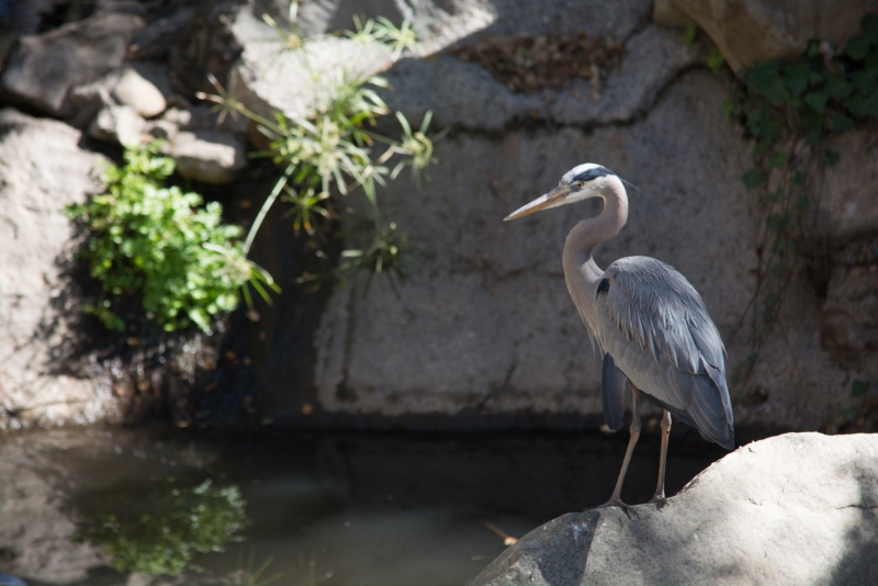 Birds Santa Barbara