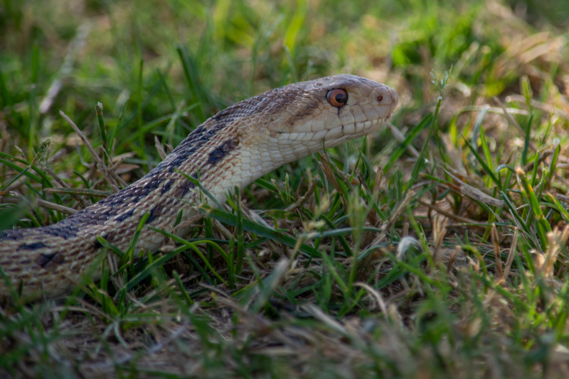 Closeup of a snake's head, low to the ground among short grass. The snake has a brown eye and an expression like a smile.