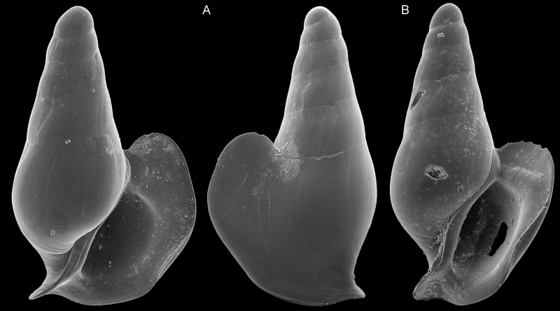 Severnsia SEM imagery by Daniel Geiger