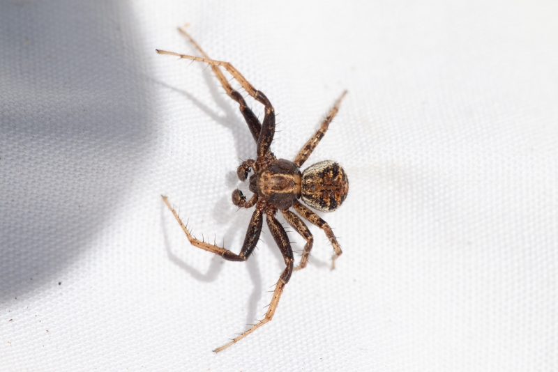 Adult male Xysticus californicus, photo by Adam Green