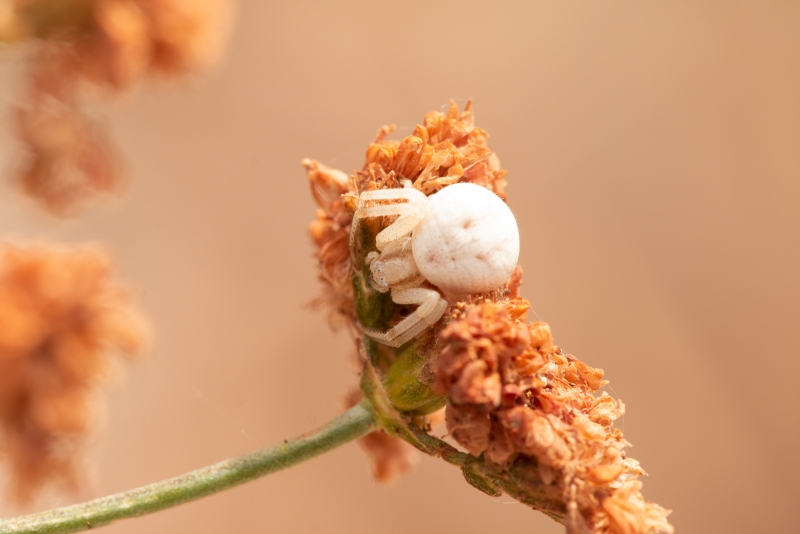 Mecaphesa californica, female, white form. Photo by Adam Green