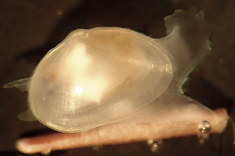 The pearly body of a tiny clam, with translucent siphon and foot extended, perched on a stub of sea urchin spine