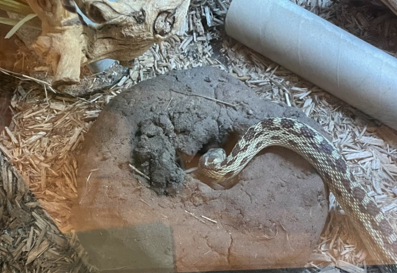 A snake poking his head into a baked mud artificial burrow