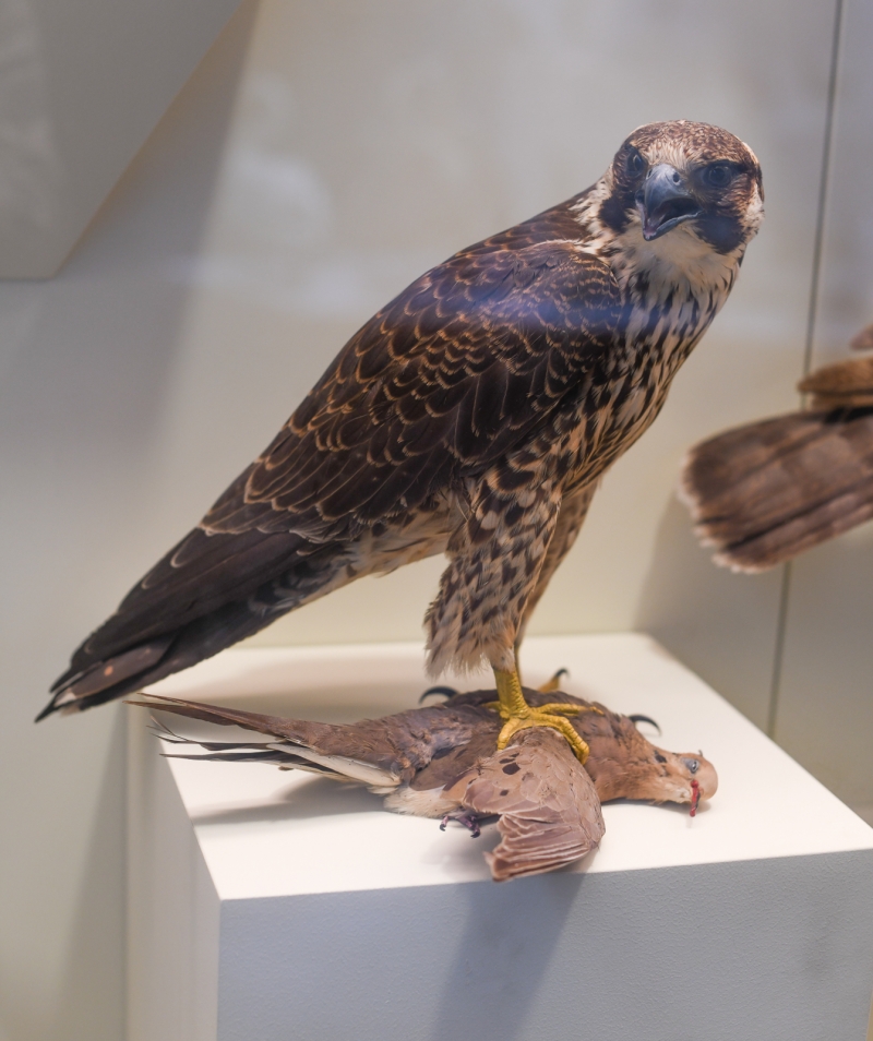 Peregrine Falcon and Mourning Dove