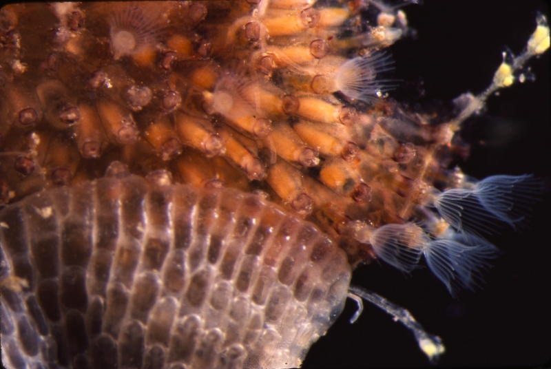 Cup-like groups of translucent white appendages extend from a lattice of translucent orange tubes