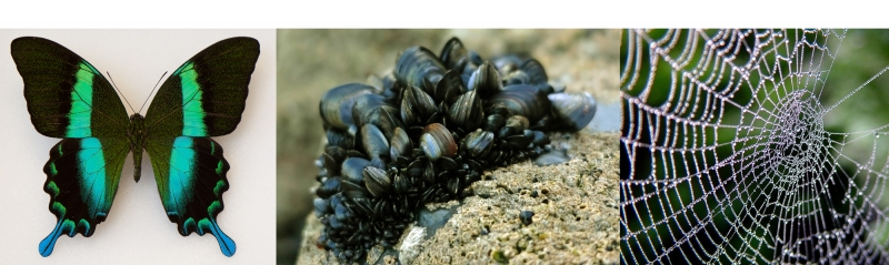 vividly colored butterfly, marine mussels on a rock, water droplets on a spiderweb