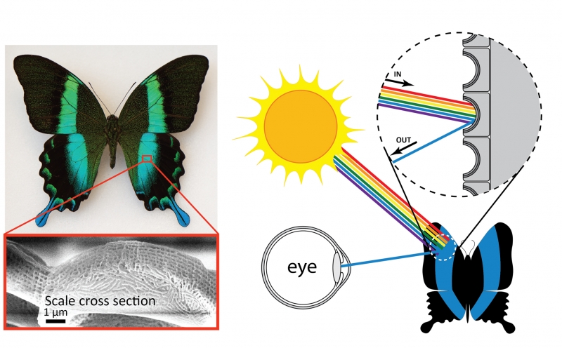 Microscopic structures on the surface of the scales of the Papilio blumei butterfly give the butterfly its striking blue-green color.