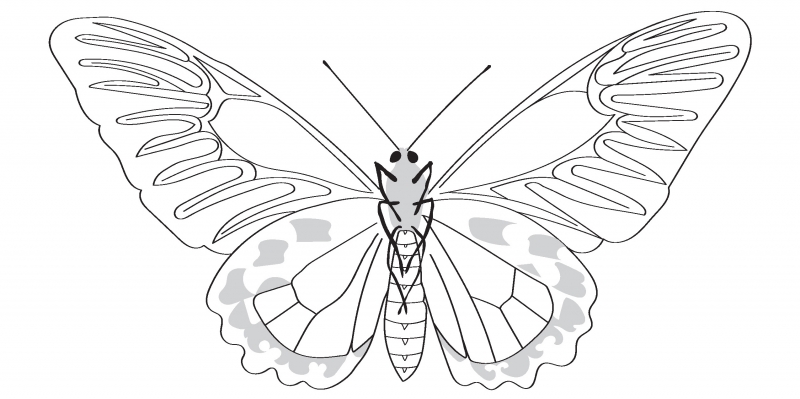 butterfly drawing