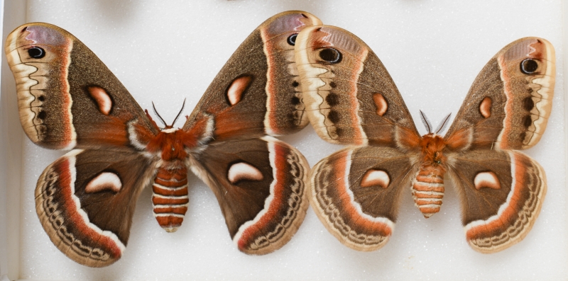 Hyalophora cecropia (Linnaeus) (Saturniidae).