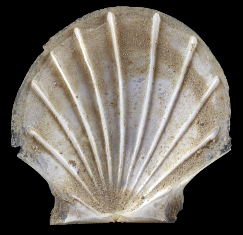 glass scallop