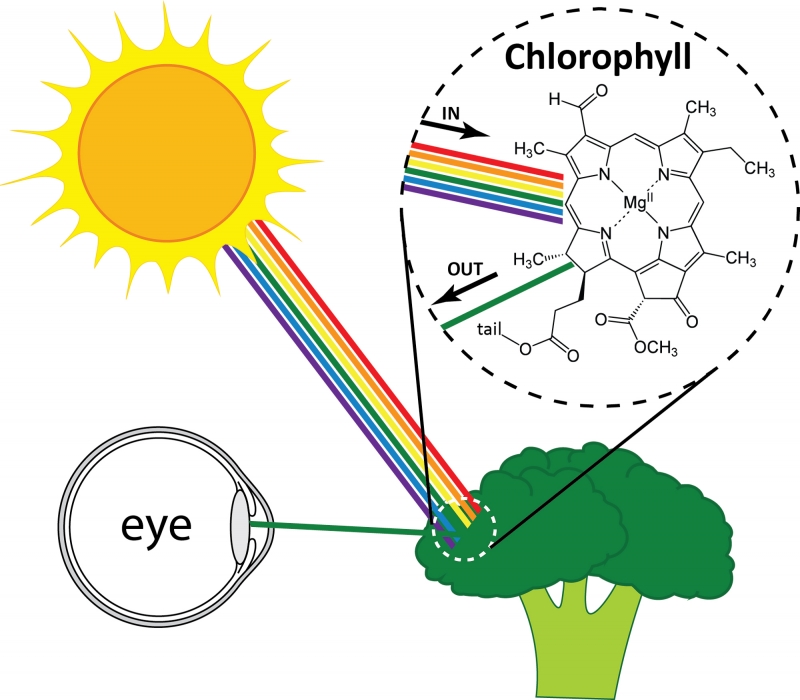 White light hitting broccoli and green light reflecting. The pigment chlorophyll within the broccoli absorbs all colors except green