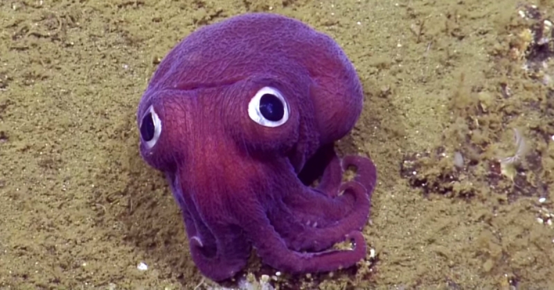 Stubby Squid