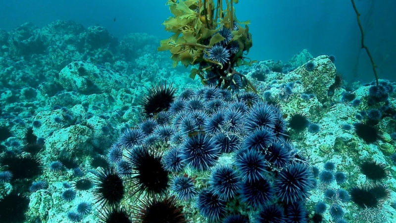 Urchins and kelp